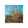 Malus x zumi 'Golden Hornet' | Crab Apple Tree | 12L Pot | 150-180cm | By Frank P Matthews 2 Malus x zumi 'Golden Hornet' | Crab Apple Tree | 12L Pot | 150-180cm | By Frank P Matthews -Camellia - shop TR016612L main image 33cc