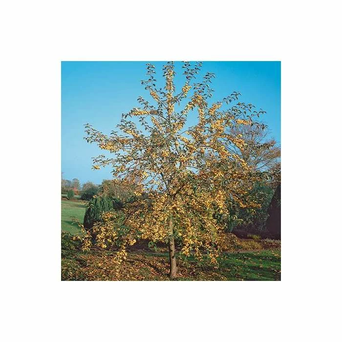 Malus x zumi 'Golden Hornet' | Crab Apple Tree | 12L Pot | 150-180cm | By Frank P Matthews 3 Malus x zumi 'Golden Hornet' | Crab Apple Tree | 12L Pot | 150-180cm | By Frank P Matthews