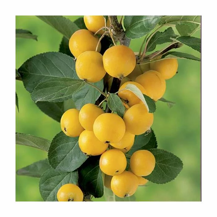 Malus x zumi 'Golden Hornet' | Crab Apple Tree | 12L Pot | 150-180cm | By Frank P Matthews 4 Malus x zumi 'Golden Hornet' | Crab Apple Tree | 12L Pot | 150-180cm | By Frank P Matthews - Image 2
