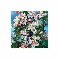 Malus x zumi 'Golden Hornet' | Crabapple Tree 13 Malus x zumi 'Golden Hornet' | Crabapple Tree -Camellia - shop TR0166 add image 3 d184
