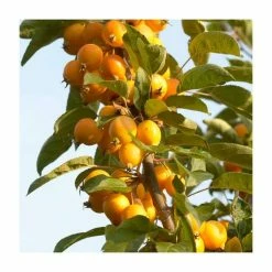 Malus x zumi 'Golden Hornet' | Crabapple Tree 14 Malus x zumi 'Golden Hornet' | Crabapple Tree -Camellia - shop TR0166 add image 4 6ee5