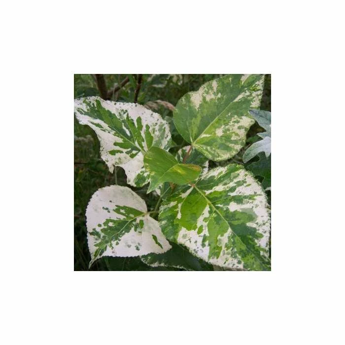 Populus × jackii 'Aurora | Variated balm of Gilead Tree | 9L Pot | 120-150cm 3 Populus × jackii 'Aurora | Variated balm of Gilead Tree | 9L Pot | 120-150cm