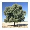 Quercus ilex | Evergreen Oak Tree | 9L Pot | 120-150cm 1 Quercus ilex | Evergreen Oak Tree | 9L Pot | 120-150cm -Camellia - shop TR0189 main image a2ef