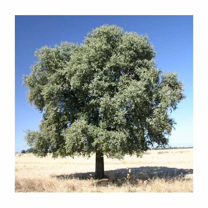 Quercus ilex | Evergreen Oak Tree | 9L Pot | 120-150cm 3 Quercus ilex | Evergreen Oak Tree | 9L Pot | 120-150cm