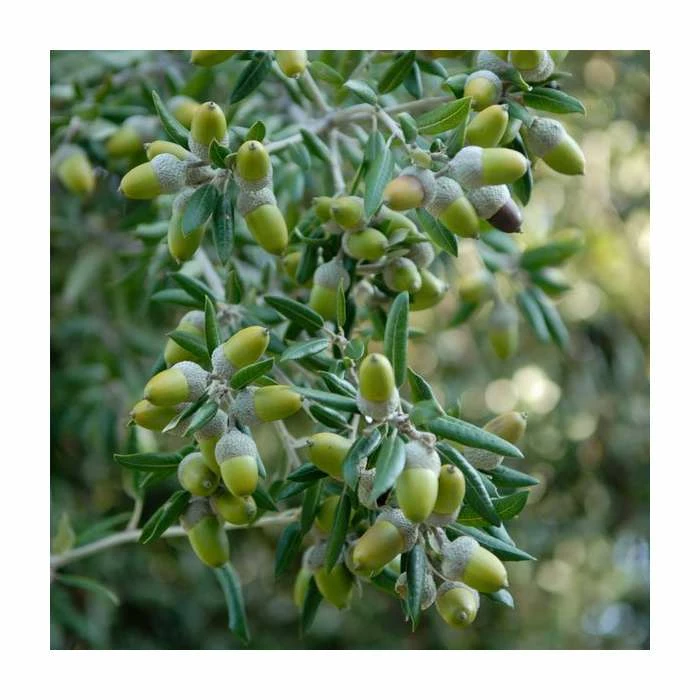 Quercus ilex | Evergreen Oak Tree | 9L Pot | 120-150cm 4 Quercus ilex | Evergreen Oak Tree | 9L Pot | 120-150cm - Image 2