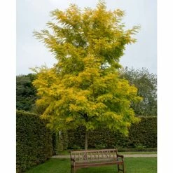Golden False Acacia | Robinia Pseudoacacia 'Frisia' -Camellia - shop TR019212L add image 1 3c40