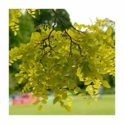 Golden False Acacia | Robinia Pseudoacacia 'Frisia' -Camellia - shop TR019212L add image 2 c05d