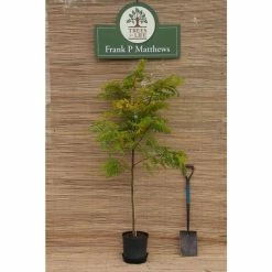 Golden False Acacia | Robinia Pseudoacacia 'Frisia' -Camellia - shop TR019212L add image 3 22de
