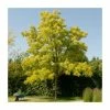 Golden False Acacia | Robinia Pseudoacacia 'Frisia' 1 Golden False Acacia | Robinia Pseudoacacia 'Frisia' -Camellia - shop TR019212L main image 22d1