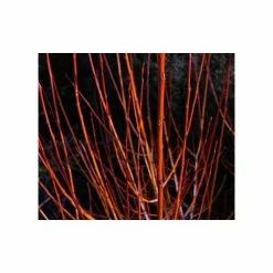 Salix alba 'Britzenis' | Willow Tree 8 Salix alba 'Britzenis' | Willow Tree -Camellia - shop TR0193 add image 1 fc9b