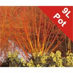 Salix alba 'Britzenis' | Willow Tree 9 Salix alba 'Britzenis' | Willow Tree -Camellia - shop TR0193 add image 2 347a