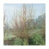 Salix alba 'Britzenis' | Willow Tree 1 Salix alba 'Britzenis' | Willow Tree -Camellia - shop TR0193 main image f171