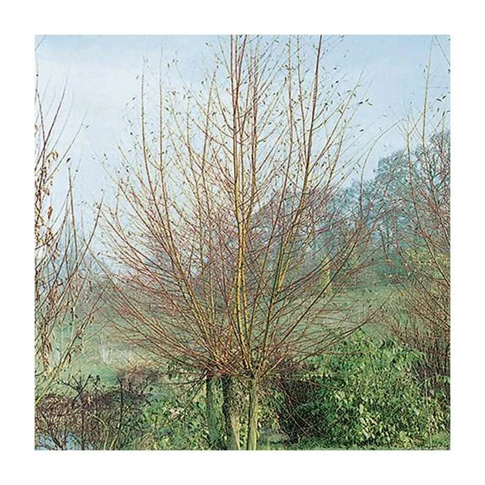 Salix alba 'Britzenis' | Willow Tree 3 Salix alba 'Britzenis' | Willow Tree