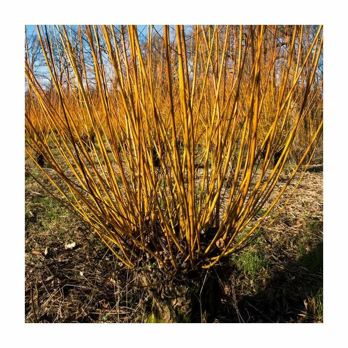 Salix alba 'Britzenis' | Willow Tree 4 Salix alba 'Britzenis' | Willow Tree - Image 2