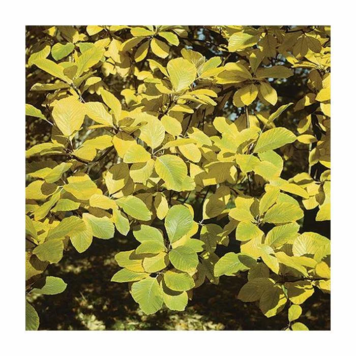 Sorbus aria 'Lutescens' | Whitebeam Rowan Tree | 12L Pot | 150-180cm | By Frank P Matthews 4 Sorbus aria 'Lutescens' | Whitebeam Rowan Tree | 12L Pot | 150-180cm | By Frank P Matthews - Image 2