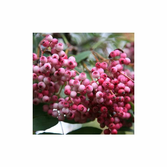 Sorbus pseudohupehensis 'Pink Pagoda' | Rowan Tree | 12L Pot | 150-180cm | By Frank P Matthews 4 Sorbus pseudohupehensis 'Pink Pagoda' | Rowan Tree | 12L Pot | 150-180cm | By Frank P Matthews - Image 2