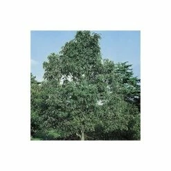 Sorbus hupehensis 'Pink Pagoda' | Rowan Tree