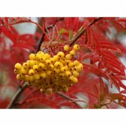 Sorbus 'Joseph Rock' | Mountian Ash Rowan Tree | 12L Pot | 150-180cm | By Frank P Matthews 10 Sorbus 'Joseph Rock' | Mountian Ash Rowan Tree | 12L Pot | 150-180cm | By Frank P Matthews -Camellia - shop TR020312L add image 2 113a