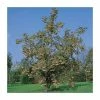 Sorbus 'Joseph Rock' | Mountian Ash Rowan Tree | 12L Pot | 150-180cm | By Frank P Matthews 1 Sorbus 'Joseph Rock' | Mountian Ash Rowan Tree | 12L Pot | 150-180cm | By Frank P Matthews -Camellia - shop TR020312L main image bc6a