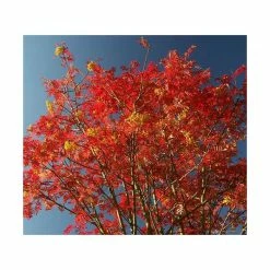 Sorbus 'Joseph Rock' | Rowan Tree 11 Sorbus 'Joseph Rock' | Rowan Tree -Camellia - shop TR02039L add image 3 7f1c