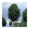 Tilia platyphyllos 'Rubra' | Large Leaf Lime Tree | 9L Pot | 120-150cm 1 Tilia platyphyllos 'Rubra' | Large Leaf Lime Tree | 9L Pot | 120-150cm -Camellia - shop TR0205 main image a1ce