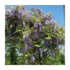 2-3ft Wisteria Floribunda 'Black Dragon' | 'Kokuryu' | 3L Pot 8 2-3ft Wisteria Floribunda 'Black Dragon' | 'Kokuryu' | 3L Pot -Camellia - shop TR0335 add image 1 68f2
