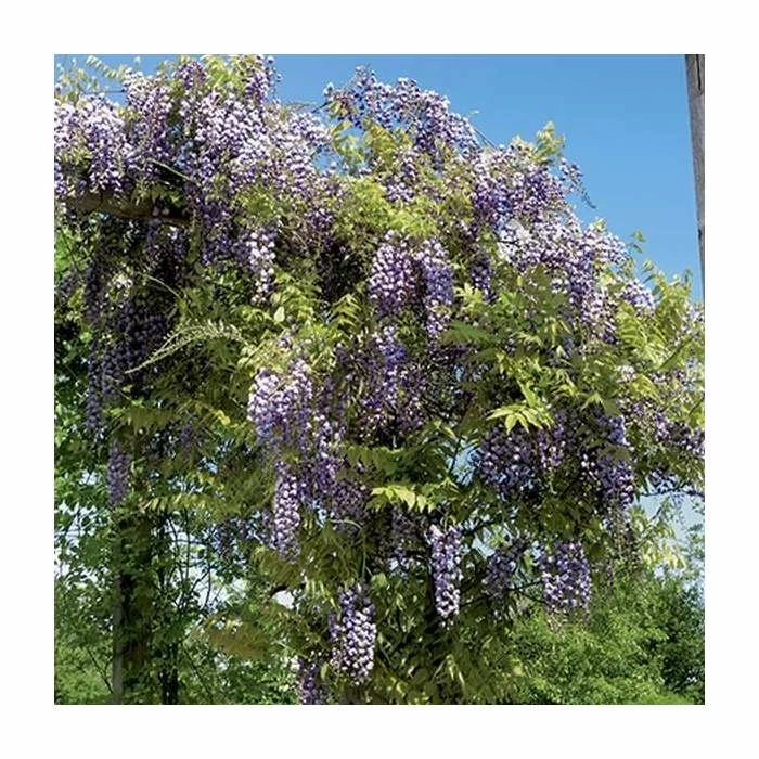2-3ft Wisteria Floribunda 'Black Dragon' | 'Kokuryu' | 3L Pot 5 2-3ft Wisteria Floribunda 'Black Dragon' | 'Kokuryu' | 3L Pot - Image 3