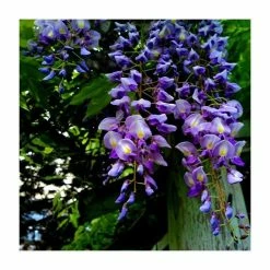 2-3ft Wisteria 'Lavender Lace' | 3L Pot