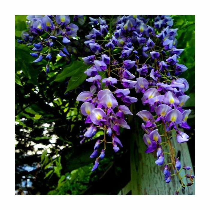 2-3ft Wisteria 'Lavender Lace' | 3L Pot 3 2-3ft Wisteria 'Lavender Lace' | 3L Pot