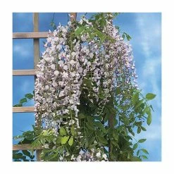2-3ft Wisteria floribunda 'Lipstick' | 3L Pot