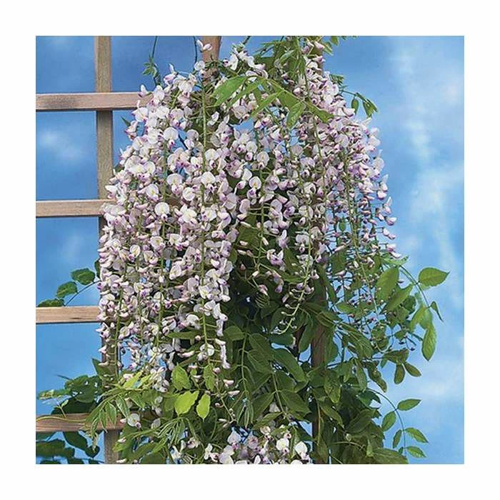 2-3ft Wisteria floribunda 'Lipstick' | 3L Pot 3 2-3ft Wisteria floribunda 'Lipstick' | 3L Pot