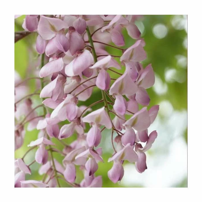 2-3ft Wisteria floribunda 'Lipstick' | 3L Pot 4 2-3ft Wisteria floribunda 'Lipstick' | 3L Pot - Image 2