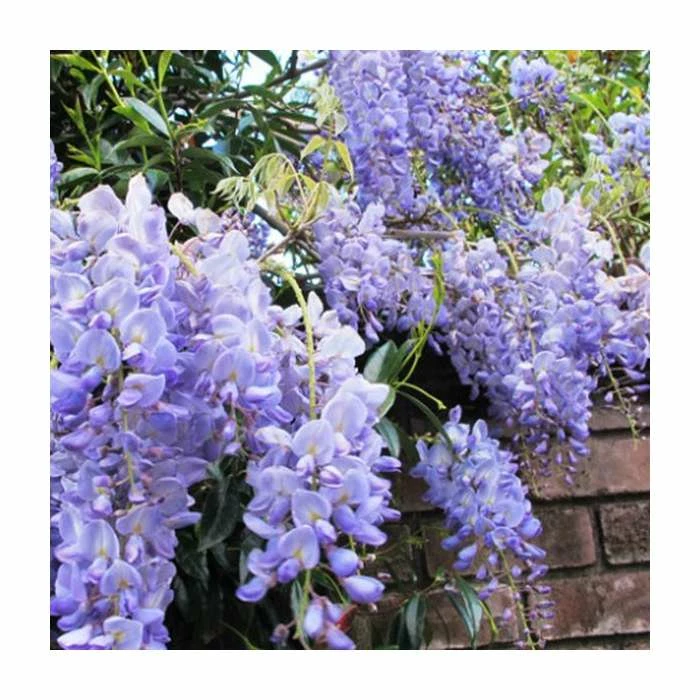 2-3ft Wisteria sinensis 'Blue Sapphire' | 3L Pot | 3 2-3ft Wisteria sinensis 'Blue Sapphire' | 3L Pot |