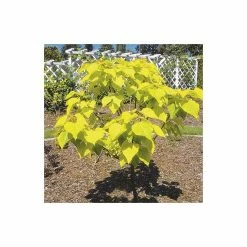 Catalpa bignonioides 'Aurea | Golden Indian Bean Tree | 9L Pot | 120-150cm -Camellia - shop TR0494 add image 1 95f8