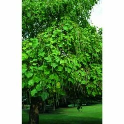 Catalpa bignonioides 'Aurea | Golden Indian Bean Tree | 9L Pot | 120-150cm -Camellia - shop TR0494 add image 3 b0b9