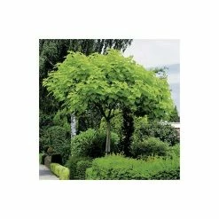 Catalpa bignonioides 'Aurea | Golden Indian Bean Tree | 9L Pot | 120-150cm -Camellia - shop TR0494 add image 4 06bc