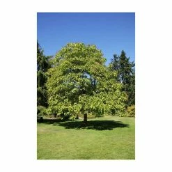 Catalpa bignonioides 'Aurea | Golden Indian Bean Tree | 9L Pot | 120-150cm -Camellia - shop TR0494 add image 5 8535