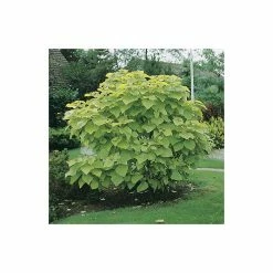 Catalpa bignonioides 'Aurea | Golden Indian Bean Tree | 9L Pot | 120-150cm -Camellia - shop TR0494 add image 6 45da