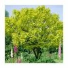 Catalpa bignonioides 'Aurea | Golden Indian Bean Tree | 9L Pot | 120-150cm 2 Catalpa bignonioides 'Aurea | Golden Indian Bean Tree | 9L Pot | 120-150cm -Camellia - shop TR0494 main image 5d71