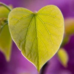 Cercis siliquastrum | Judas Tree 12 Cercis siliquastrum | Judas Tree -Camellia - shop TR0496 add image 1 4689