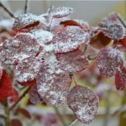 Cercis siliquastrum | Judas Tree 14 Cercis siliquastrum | Judas Tree -Camellia - shop TR0496 add image 3 28b1