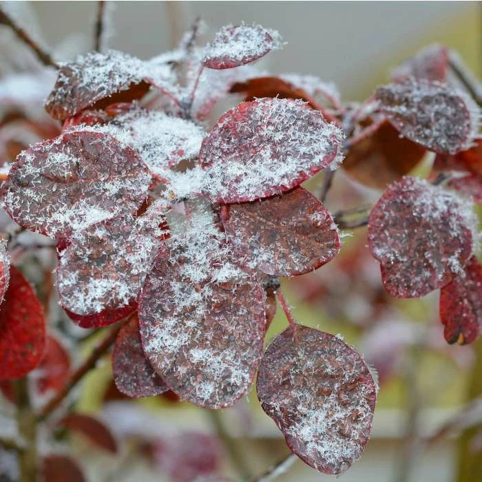 Cercis siliquastrum | Judas Tree 7 Cercis siliquastrum | Judas Tree - Image 5