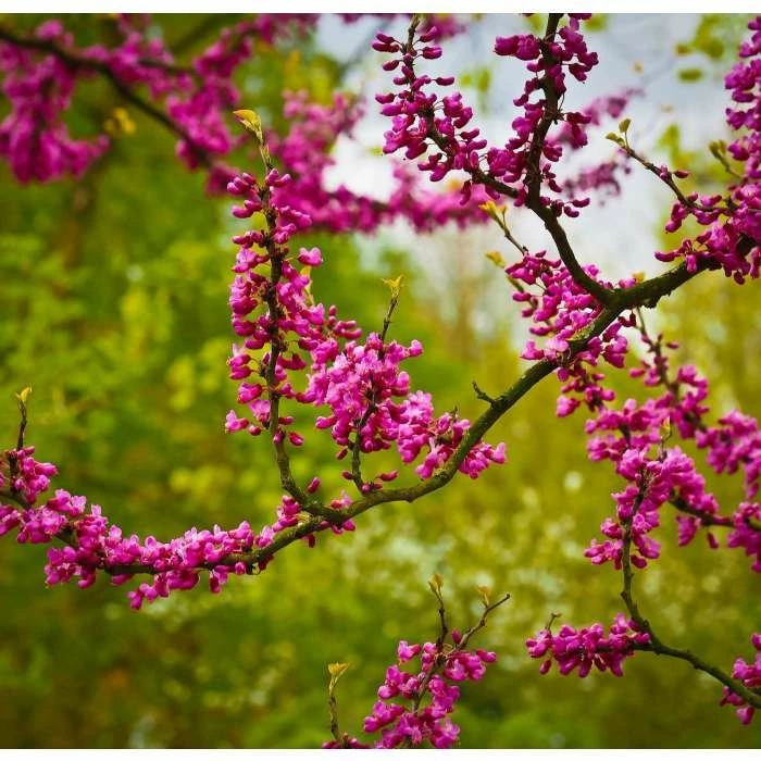 Cercis siliquastrum | Judas Tree 8 Cercis siliquastrum | Judas Tree - Image 6