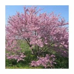 Cercis siliquastrum | Judas Tree 16 Cercis siliquastrum | Judas Tree -Camellia - shop TR0496 add image 5 29af