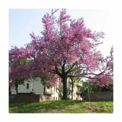 Cercis siliquastrum | Judas Tree 17 Cercis siliquastrum | Judas Tree -Camellia - shop TR0496 add image 6 32eb