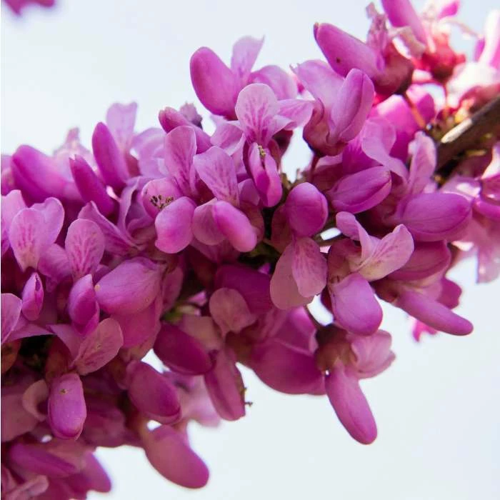 Cercis siliquastrum | Judas Tree 4 Cercis siliquastrum | Judas Tree - Image 2