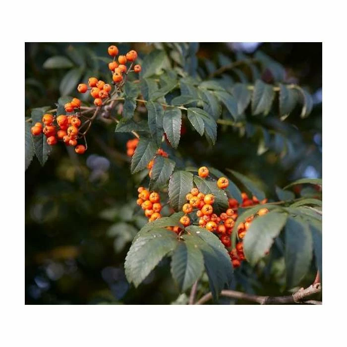 Sorbus 'Apricot Queen' | Rowan Tree | Bare Root | 120-150cm 3 Sorbus 'Apricot Queen' | Rowan Tree | Bare Root | 120-150cm