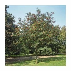 Sorbus aucuparia | Mountain Ash Rowan Tree | 12L | 150-180cm | By Frank P Matthews 9 Sorbus aucuparia | Mountain Ash Rowan Tree | 12L | 150-180cm | By Frank P Matthews -Camellia - shop TR050712L add image 1 2843
