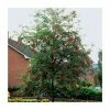 Sorbus aucuparia | Mountain Ash Rowan Tree | 12L | 150-180cm | By Frank P Matthews 1 Sorbus aucuparia | Mountain Ash Rowan Tree | 12L | 150-180cm | By Frank P Matthews -Camellia - shop TR050712L main image d21a