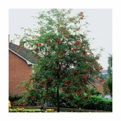 Sorbus aucuparia | Mountain Ash Rowan Tree | 12L | 150-180cm | By Frank P Matthews